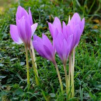 Цветы сентября :: Oleg S