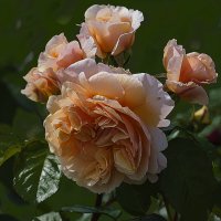 *** :: Александр 