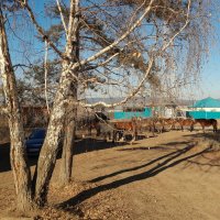 Тени и табун :: Сергей Шаврин