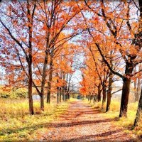 Осень золотая в парках ЦС ... :: Сергей 