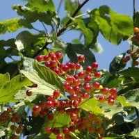 Калина :: Freddy 97