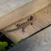 Ящерица на доске :: Александр Синдерёв