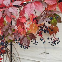 ,,, :: Сергей Тимоновский ,,, :: Сергей Тимоновский