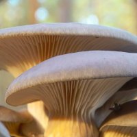 Вешенки :: Татьяна Венцель