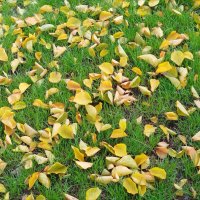 Коврик "Осень+Лето"! :: Надежда Коврик "Осень+Лето"! :: Надежда