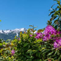 Рододендроны в горах ( по дороге в ГомисМта. Грузия) :: Дина Евсеева