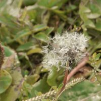 осенний одуванчик :: Лера 