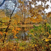 Осень :: Наталья Лакомова