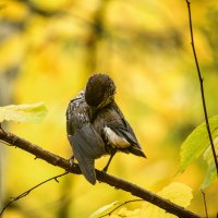 Когда заметила,что тебя снимают..... :: Зинаида Манушкина