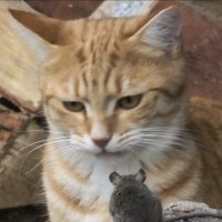 Что ты, Вася, нос повесил? :: Наталия 