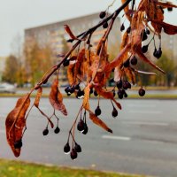 После дождя :: Галина Бобкина