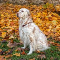 Осень :: Анатолий Шумилин