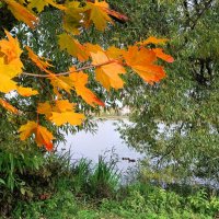 Осенний этюд :: Мария Васильева Осенний этюд :: Мария Васильева