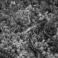 Красивая но опасная. :: Станислав Мутовин