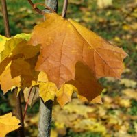 Ладошки клёнов тянутся ко мне... :: Татьяна Смоляниченко