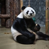 Панда Жуи :: <<< Наташа >>> Панда Жуи :: <<< Наташа >>>