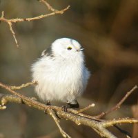 ополовник :: gawrilа - dan