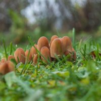 А у нас в садочке выросли грибочки :: yav 110455