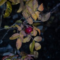 осенняя ягода :: VL 