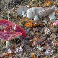 На осенней полянке. :: Bosanat 