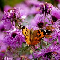 опять бабочки 27 :: Александр Прокудин