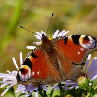 опять бабочки 29 :: Александр Прокудин