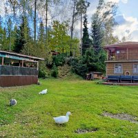 Гуляют сами по себе... :: Лия ☼