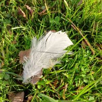 Гусиное пёрышко :: Лия ☼