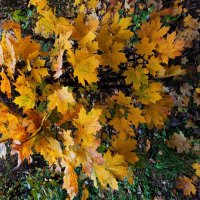 Октябрь как он есть :: Андрей Лукьянов