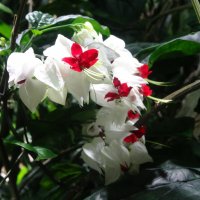 Клеродендрум Томпсона :: Лидия Бусурина Клеродендрум Томпсона :: Лидия Бусурина