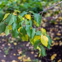 Веточка осенняя :: Валерий Иванович Веточка осенняя :: Валерий Иванович