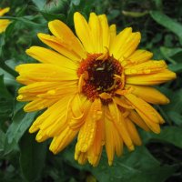 Солнечная красавица :: Людмила Смородинская Солнечная красавица :: Людмила Смородинская