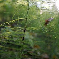 Зеленушки :: Лариса Корж