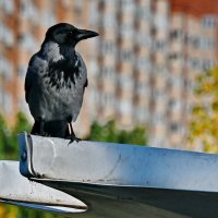 Гордая птичка... :: Николай Саржанов Гордая птичка... :: Николай Саржанов