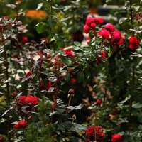 Цветы :: Юрий Гайворонскiий