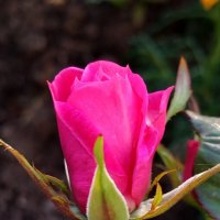 Роза :: светлана льдокова