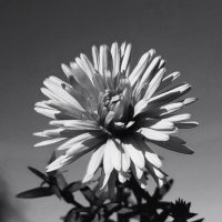 Цветок в ч/б :: светлана льдокова