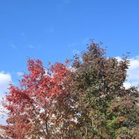 сентябрь :: Елена Шаламова