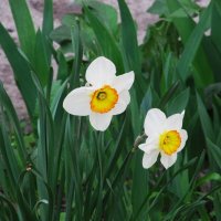 апрель :: Елена Шаламова