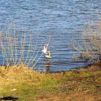 чайка :: Гульфина Булатова