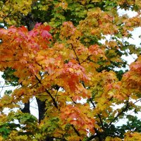 Вечерние зарисовки :: Рита Симонова