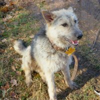 Приблудился лохматый к нам в лесу... :: Андрей Заломленков