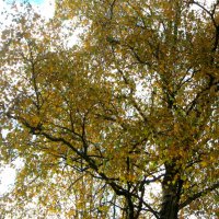 Осень :: Елена Семигина