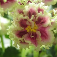 Фиалка :: Елена Семигина Фиалка :: Елена Семигина