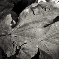 Фотография :: Денис Безногов