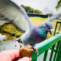 *** :: Игорь Чичиль