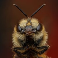 *** :: Евгений Фруман *** :: Евгений Фруман