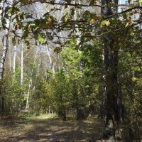 В лесу... :: Freddy 97