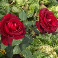 Розы в капусте... :: Freddy 97