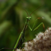 ** :: Зоя Мишина ** :: Зоя Мишина